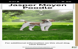 Mini Aussiedoodle dogs for sale: Tide - Image 4