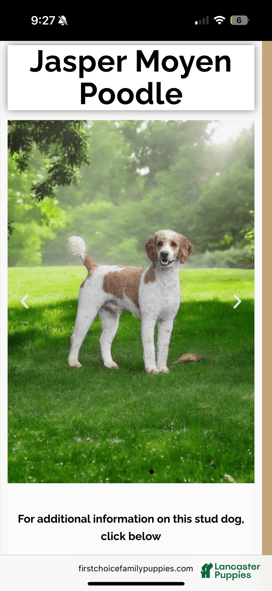 Mini Aussiedoodle dogs for sale: Tide - Image 4