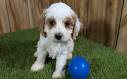 Cavapoo dogs for sale: Fiona Boy 1 - Image 1