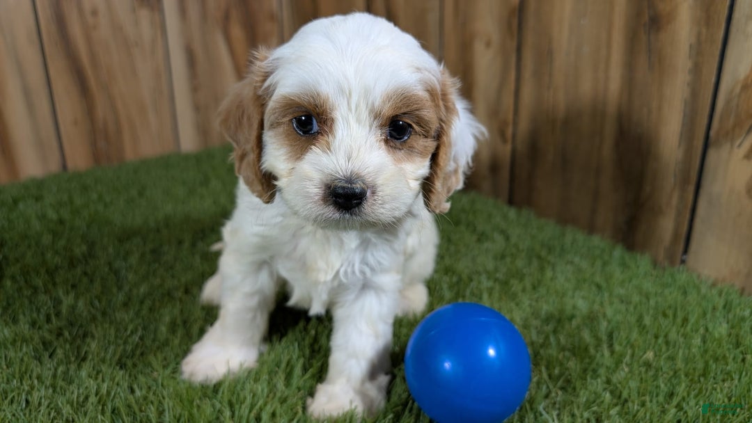 Cavapoo dogs for sale: Fiona Boy 1 - Image 1