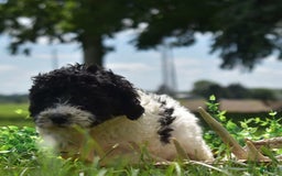 Toy Poodle dogs for sale: Ethan - Image 7