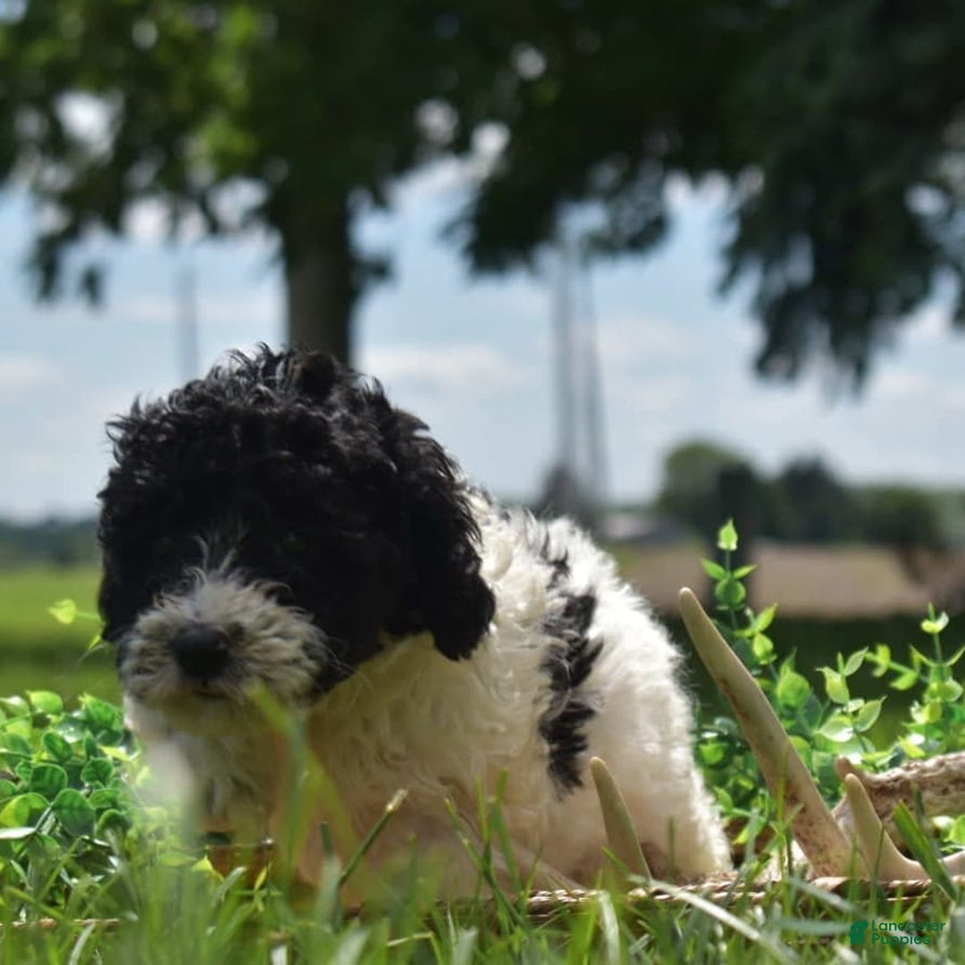 Toy Poodle dogs for sale: Ethan - Image 7