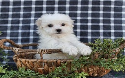 Havanese dogs for sale: Conner - Image 1