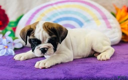 English Bulldog dogs for sale: Lincoln - Image 3