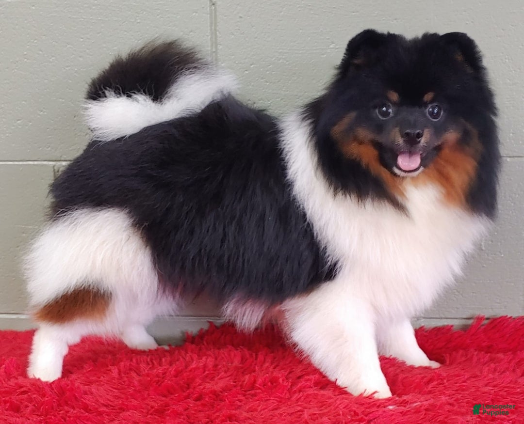 Pomeranian dogs for sale: Dude - Image 6