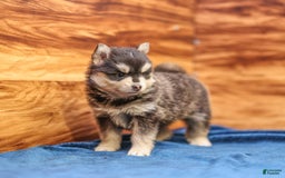Pomsky dogs for sale: Raven - Image 4
