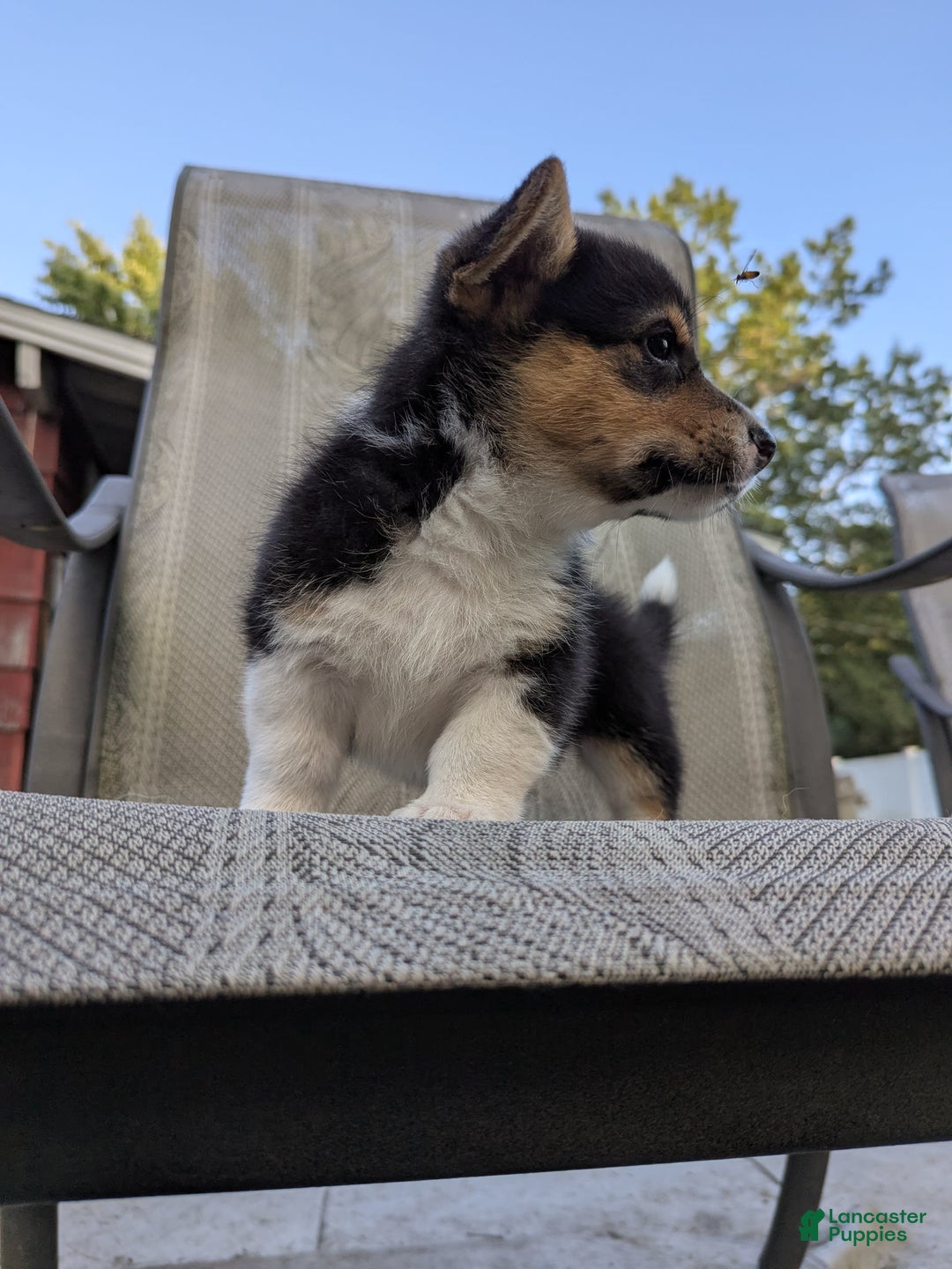 Welsh Corgi Pembroke dogs for sale: Welsh Corgi (Pembroke) 3 puppies - Image 2