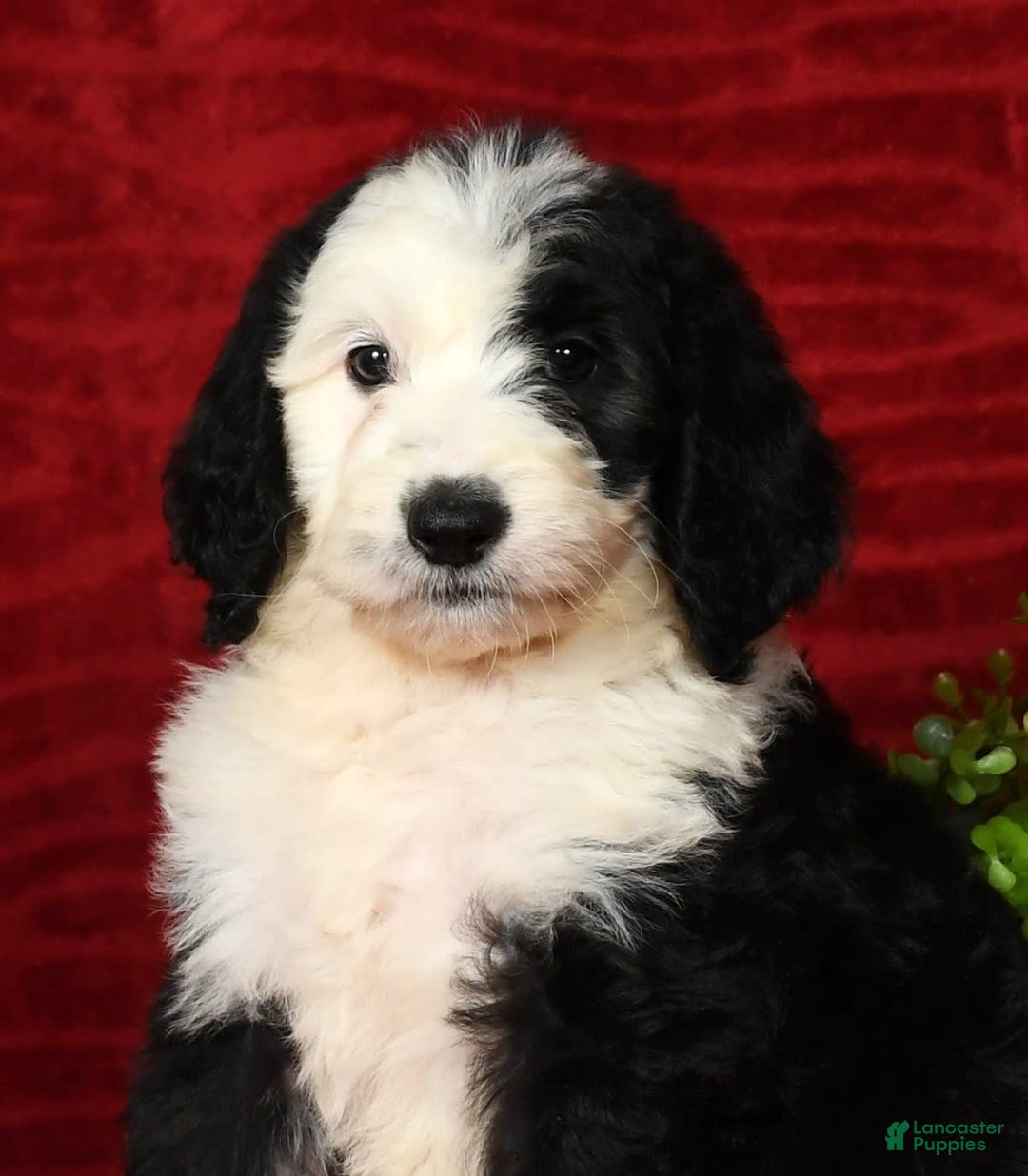Sheepadoodle dogs for sale: Molly - Image 4