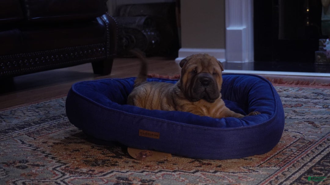 Shar Pei dogs for sale: Kola Ruunt - Image 7
