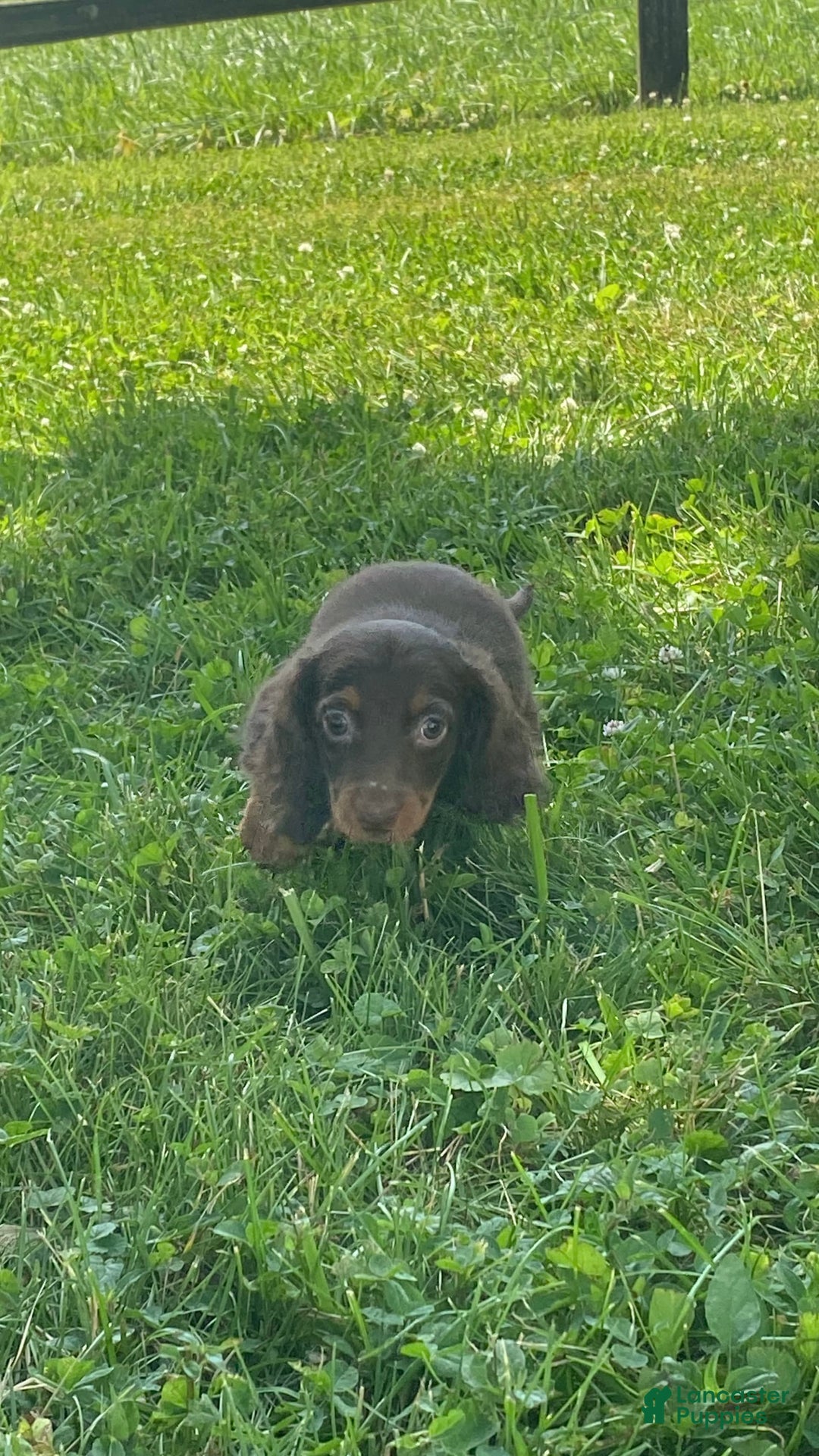 Dachshund dogs for sale: Denver - Image 1