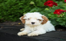 Cavapoo dogs for sale: Smores - Image 4