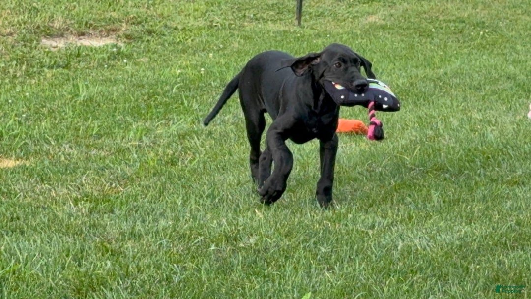 Great Dane dogs for sale: Areona - Image 4