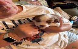Cavapoo dogs for sale: Keno - Image 6