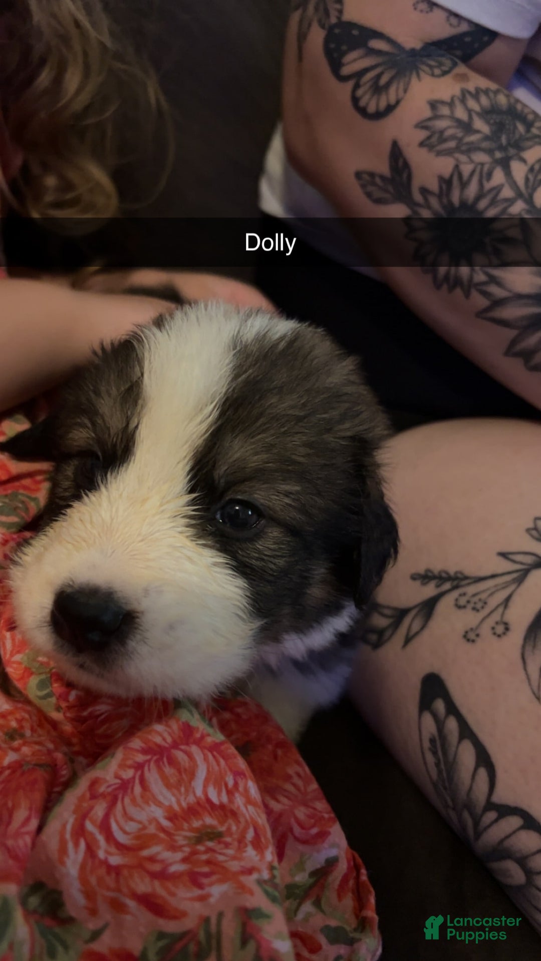 Bernese Mountain Dog dogs for sale: Dolly - Image 2