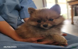 Pomeranian dogs for sale: Teddy - Image 3