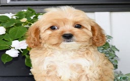 Cavapoo dogs for sale: Brandon - Image 8