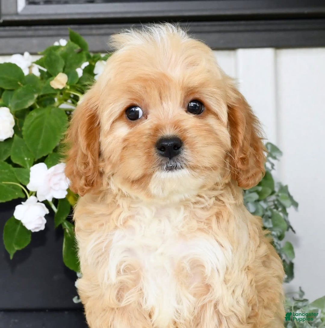 Cavapoo dogs for sale: Brandon - Image 8