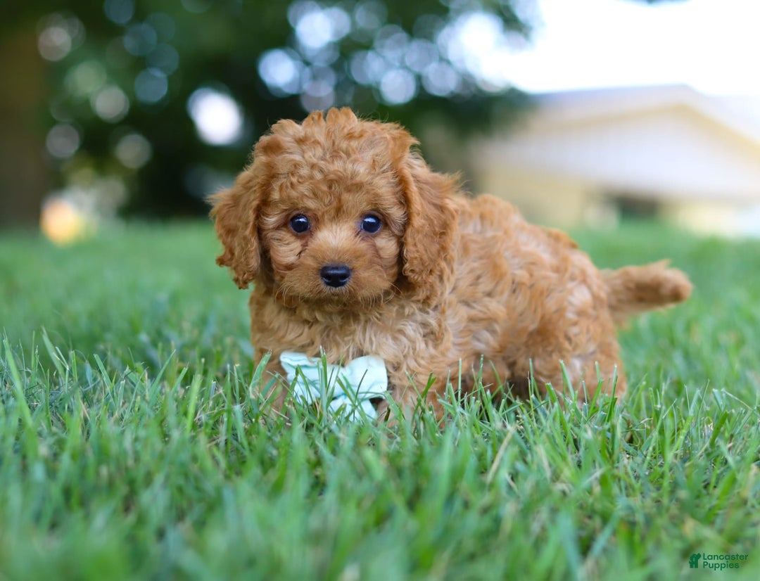 Cavapoo dogs for sale: Cavapoo 5 puppies - Image 9