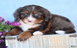 Mini Bernedoodle dogs for sale: Donald - Image 3