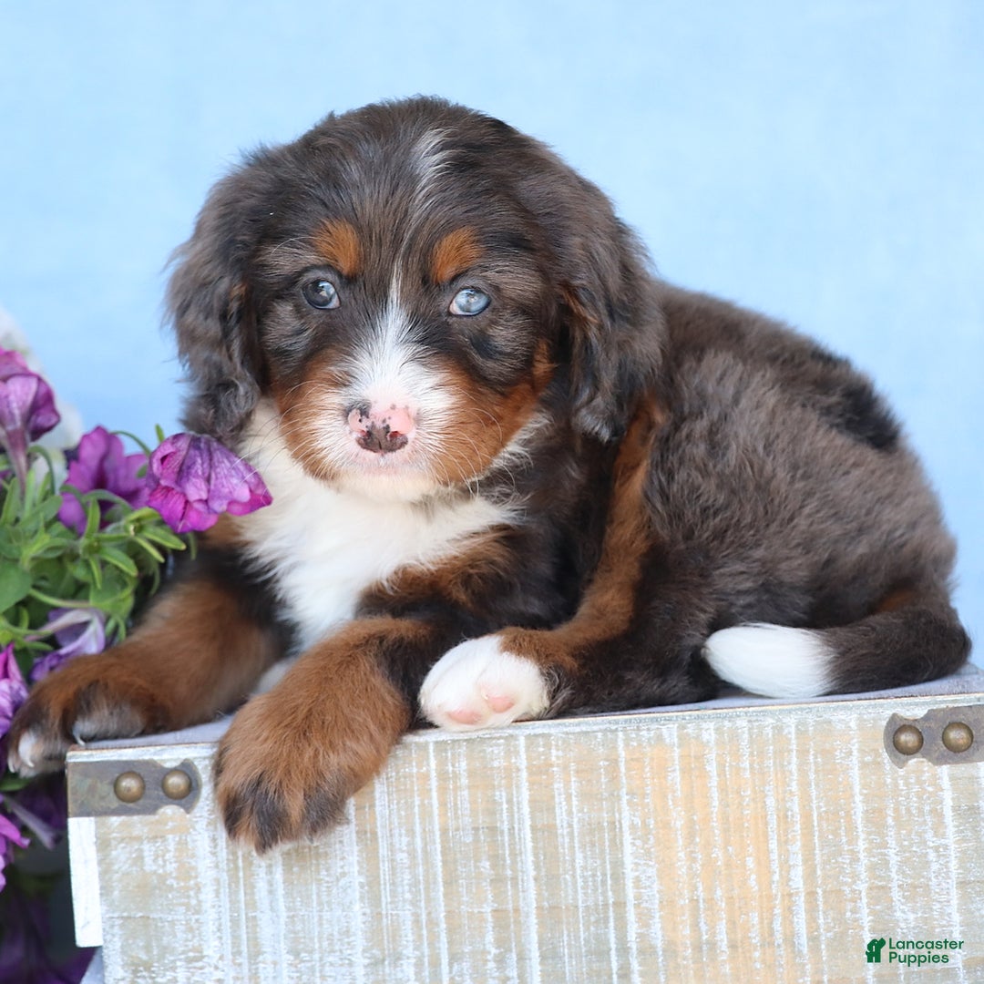 Mini Bernedoodle dogs for sale: Donald - Image 3