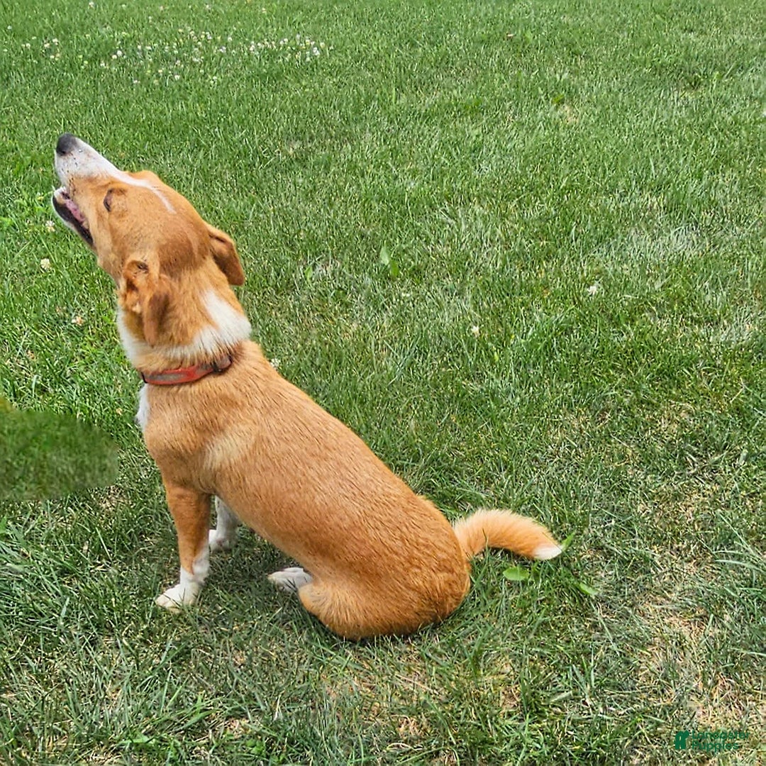 Jack Russell Terrier dogs for sale: Teresa - Image 8