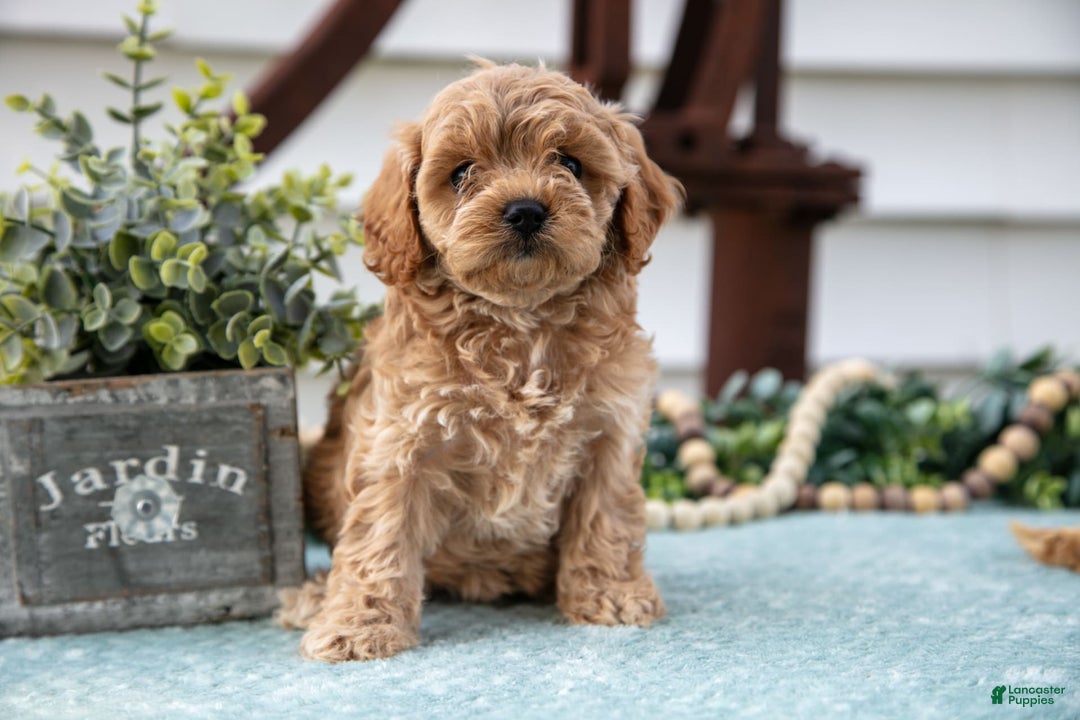 Cavapoo dogs for sale: Penelope - Image 1