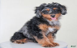Cavapoo dogs for sale: Truffles - Image 7