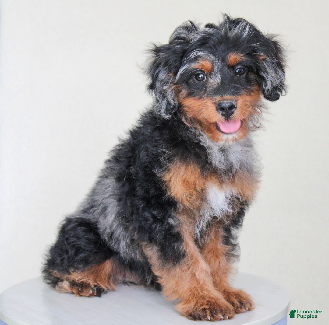 Cavapoo dogs for sale: Truffles - Image 7