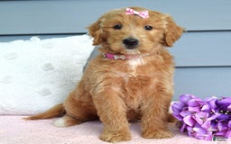 Goldendoodle dogs for sale: Chanel - Image 9