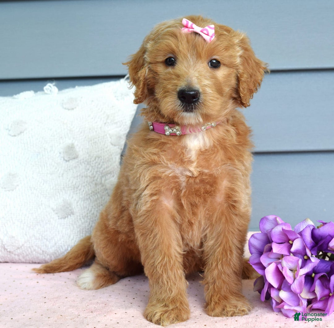 Goldendoodle dogs for sale: Chanel - Image 9