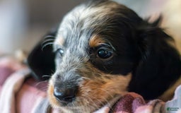Miniature Dachshund dogs for sale: Maverick - Image 14