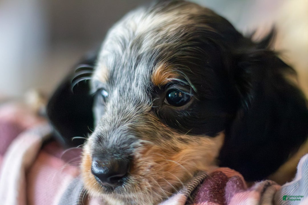 Miniature Dachshund dogs for sale: Maverick - Image 14