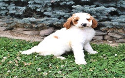 Standard Poodle dogs for sale: Dakota - Image 2
