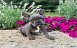 French Bulldog dogs for sale: Max - Image 8