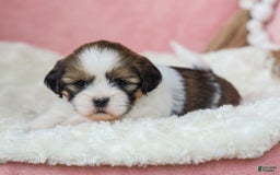 Lhasa Apso dogs for sale: Tracy - Image 1