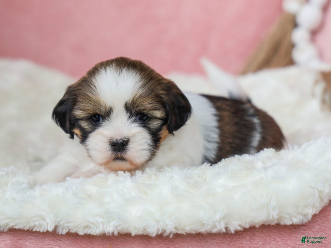 Lhasa Apso dogs for sale: Tracy - Image 1
