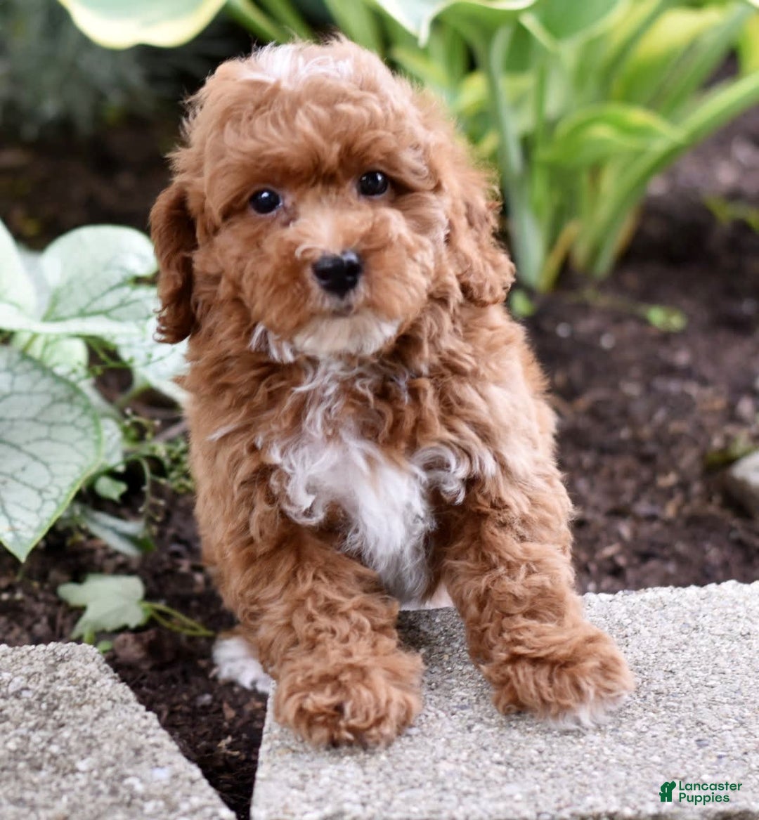 Miniature Poodle dogs for sale: Lucky - Image 16