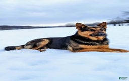 German Shepherd dogs for sale: Drama Girl - Image 21
