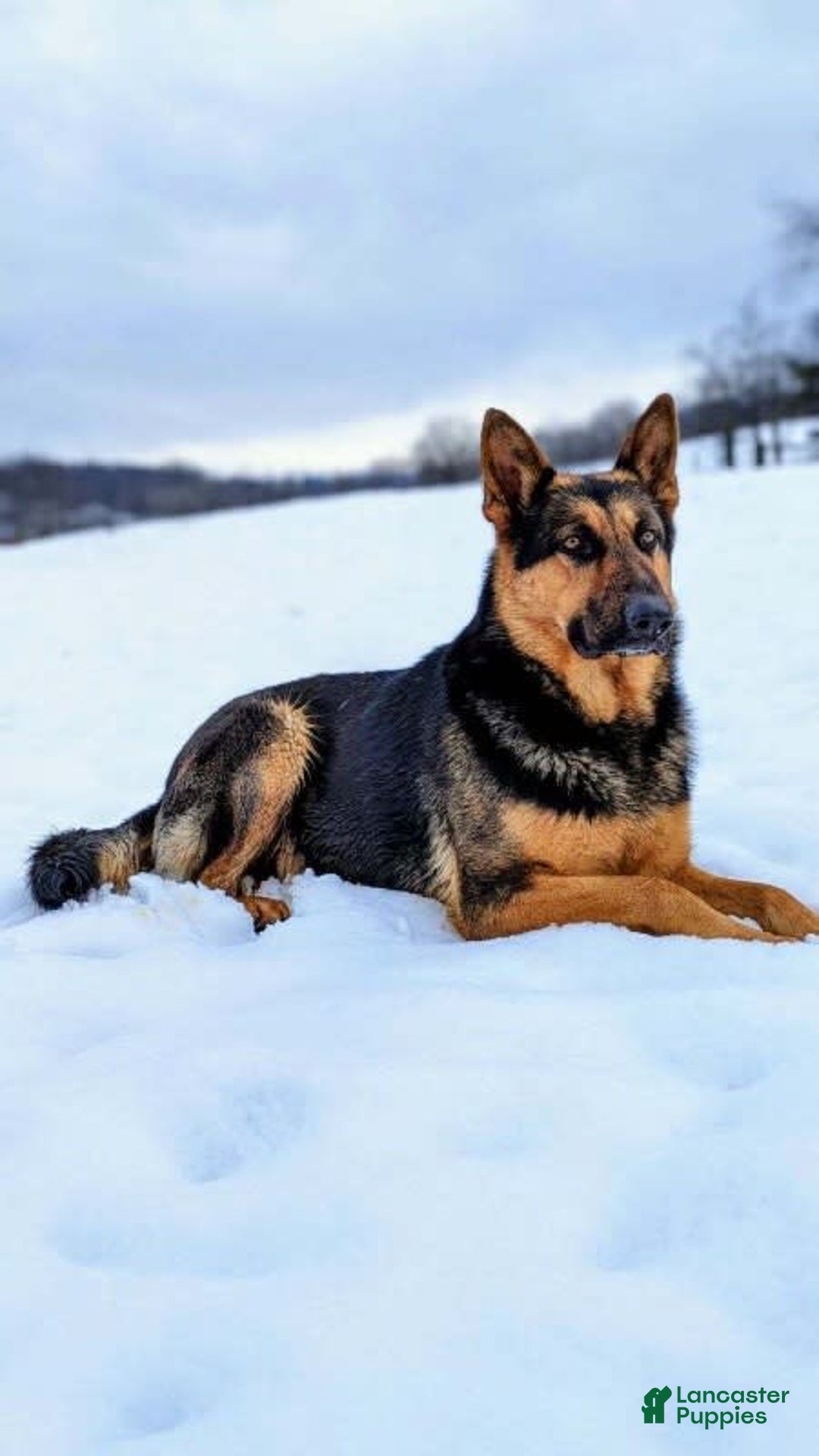 German Shepherd dogs for sale: Drama Girl - Image 21