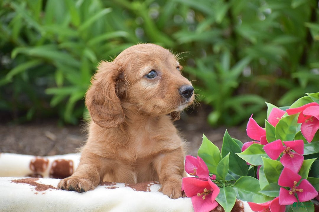 Miniature Dachshund dogs for sale: Twyla - Image 1