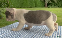 French Bulldog dogs for sale: Rosie - Image 4