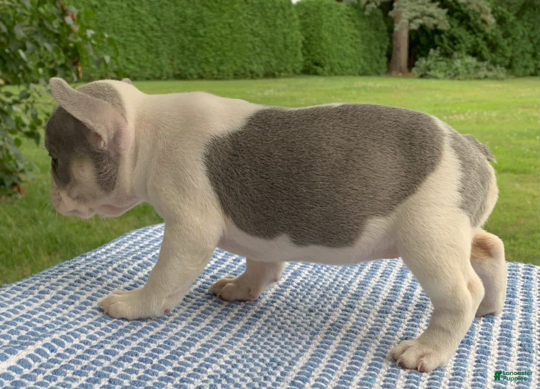 French Bulldog dogs for sale: Rosie - Image 4