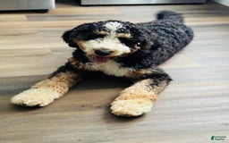 Bernedoodle dogs for sale: Light Blue Collar Girl - Image 8