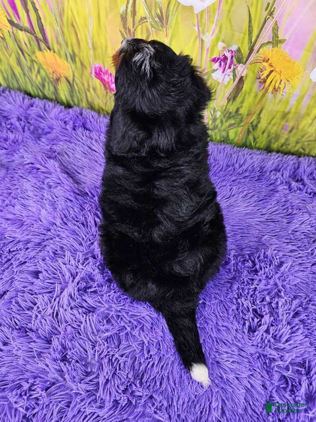 Mini Bernedoodle dogs for sale: Reef - Image 10