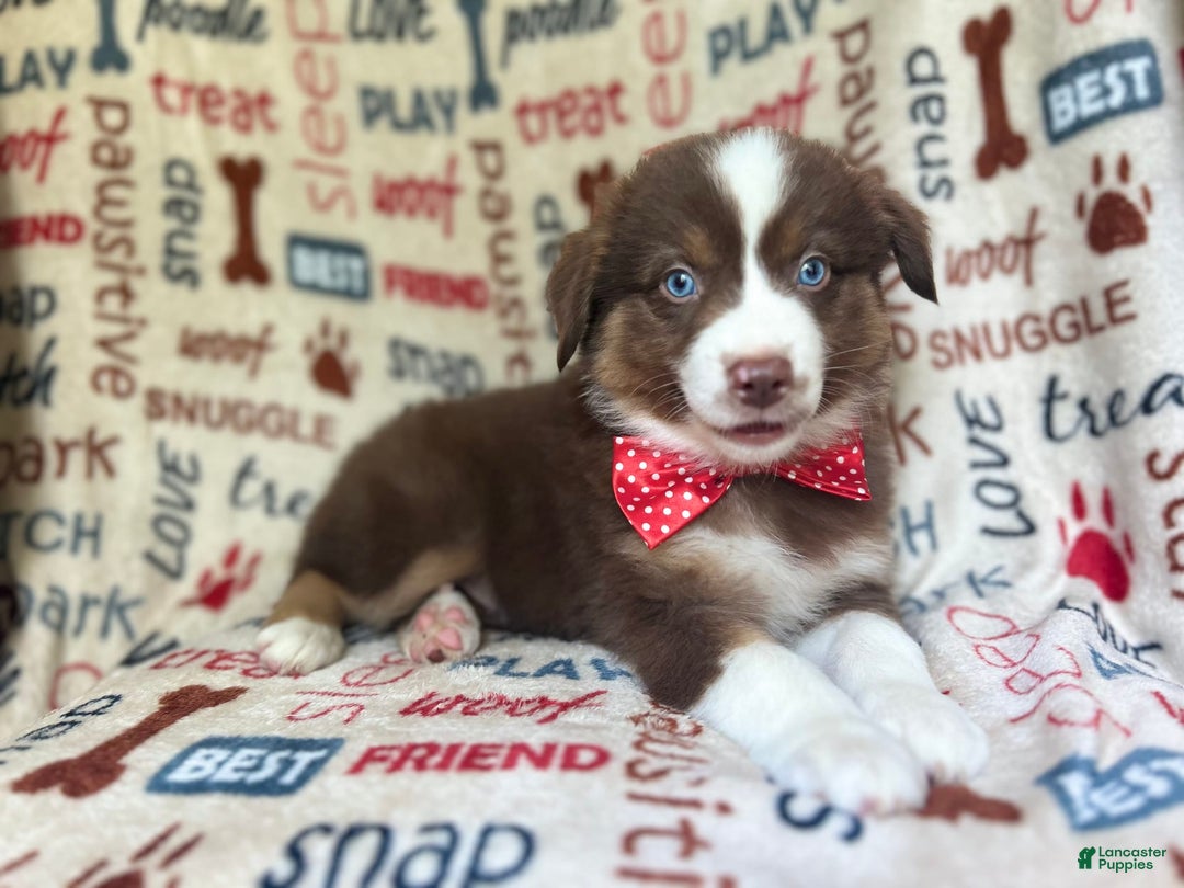 Miniature Australian Shepherd dogs for sale: Nugget - Image 5