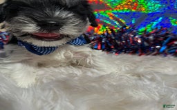 Miniature Schnauzer dogs for sale: Halo - Image 5