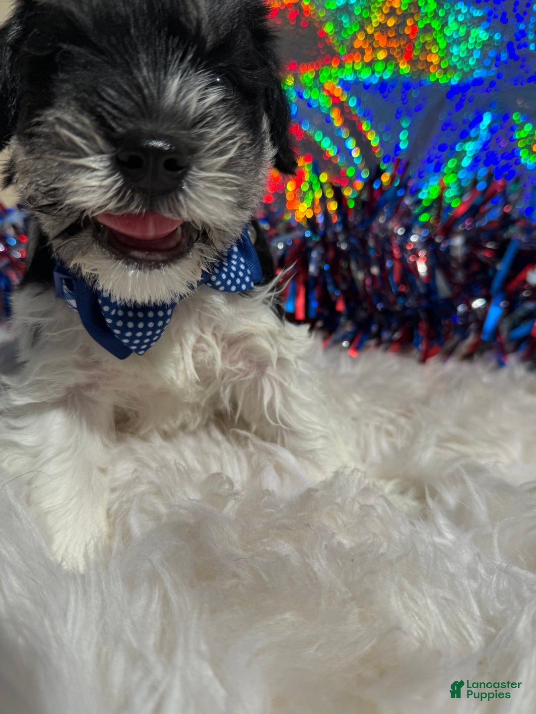 Miniature Schnauzer dogs for sale: Halo - Image 5