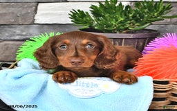 Miniature Dachshund dogs for sale: Carter - Image 5