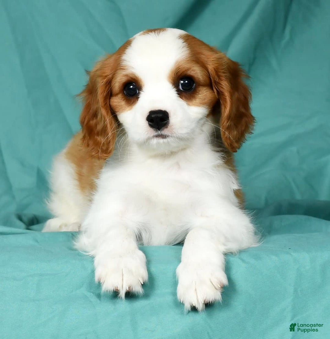 Cavalier King Charles Spaniel dogs for sale: Ike - Image 8