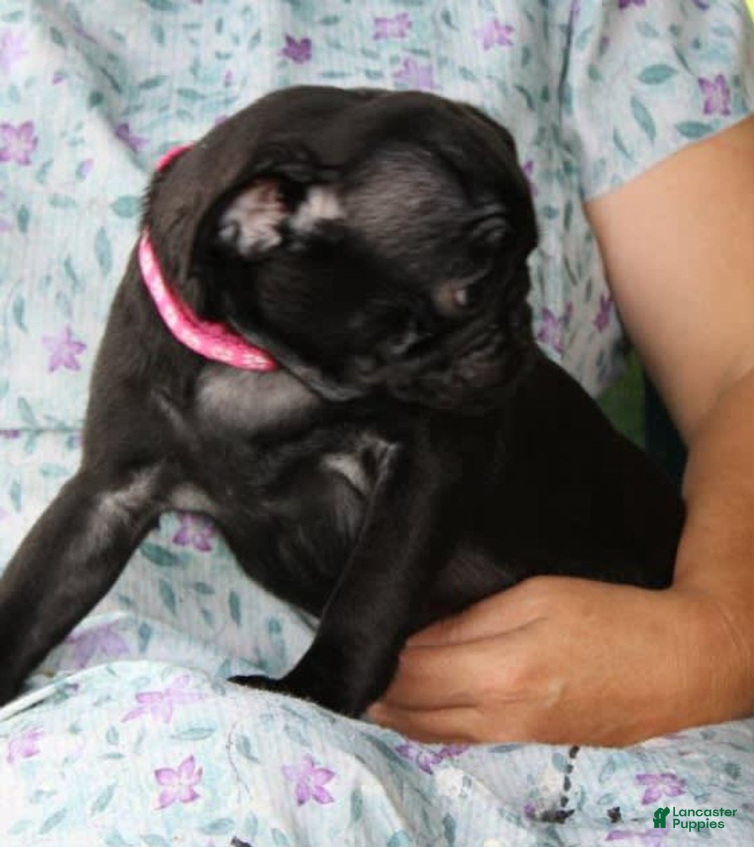 Pug dogs for sale: Gracie - Image 3